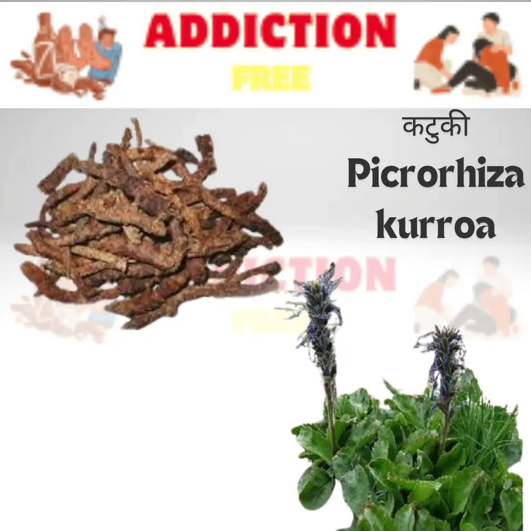 कटुकी (Picrorhiza kurroa)