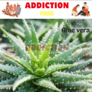 धृतकुमारी (Aloe vera)