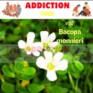 ब्राह्मी (Bacopa monnieri)