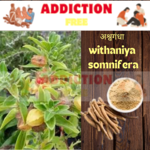 अश्वगंधा (Withania somnifera):