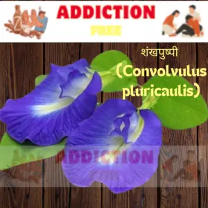 शंखपुष्पी (Convolvulus pluricaulis)